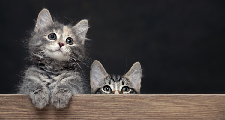 Curiosidades sobre gatos que talvez você não conheça