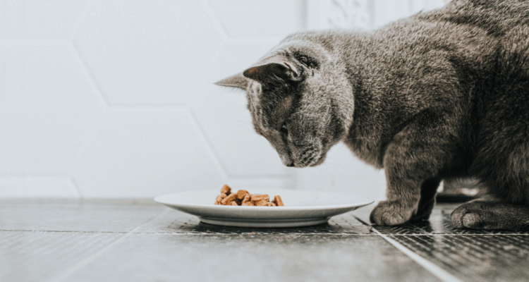 Um gato de pelo cinza olhando fixamente para a ração úmida que está em um prato branco no chão escuro e fundo desfocado