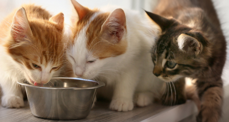Três gatos filhotes sentados na janela, dois deles de pelos brancos e caramelo que comem algo da vasilha inox e o terceiro de pelo cinza e preto que está ao lado observando.
