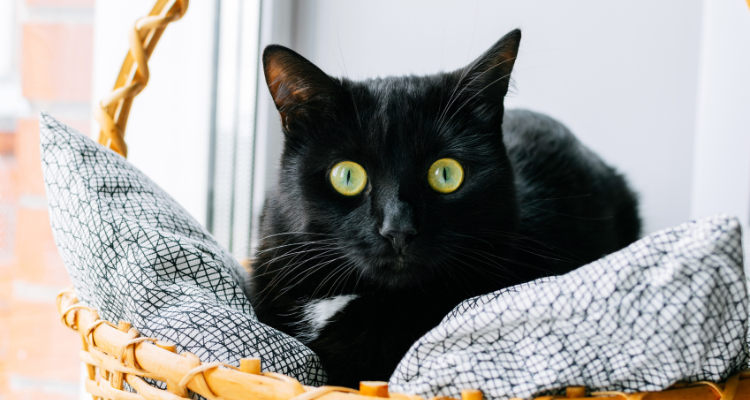 Gato preto com olhos amarelos arregalados olhando fixamente para a frente, deitado em uma cesta de bambu com almofada
