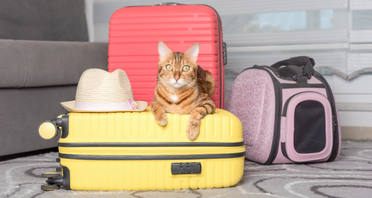 Imagem de uma mala de viagem amarela deitada no chão, com um gato em tons de laranja deitado em cima, ao lado de um chapéu. Ao fundo, uma mala na cor salmão e uma bolsa lilás. O tapete do chão é cinza claro, decorado com desenhos em branco e cinza escuro.