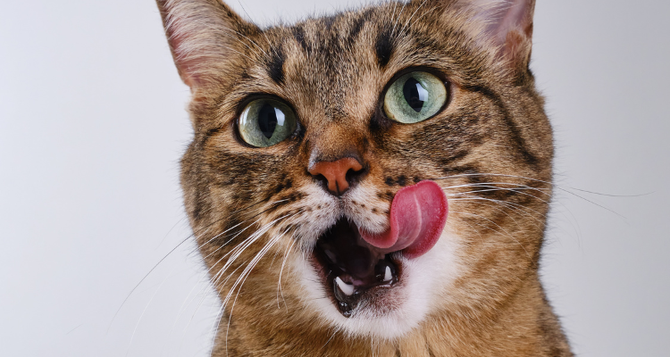 Imagem de um gato marrom e preto de olhos verdes, sentado com a língua para fora encostando no bigode.
