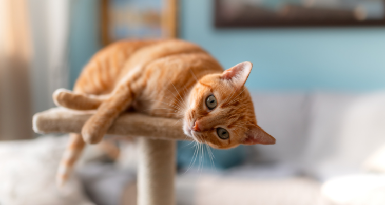 Imagem de um gato malhado laranja deitado de lado com as patas dianteiras cruzadas sobre um arranhador, com sofás e quadros ao fundo.