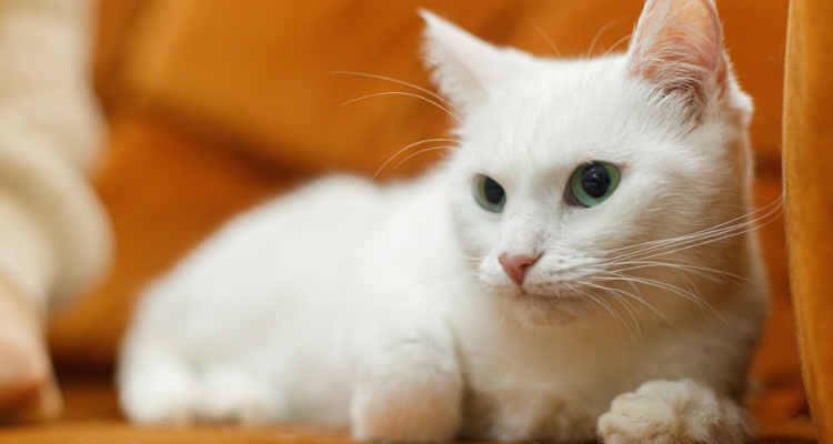 Imagem de um gato branco com olhos azuis deitado, com a cabeça erguida sobre um sofá laranja.
