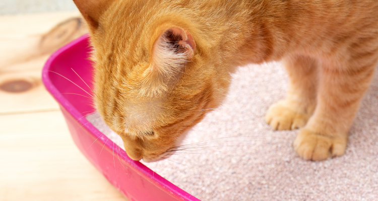 Imagem de um gato malhado laranja dentro de uma caixa de areia rosa para gatos, sobre um piso de madeira clara.