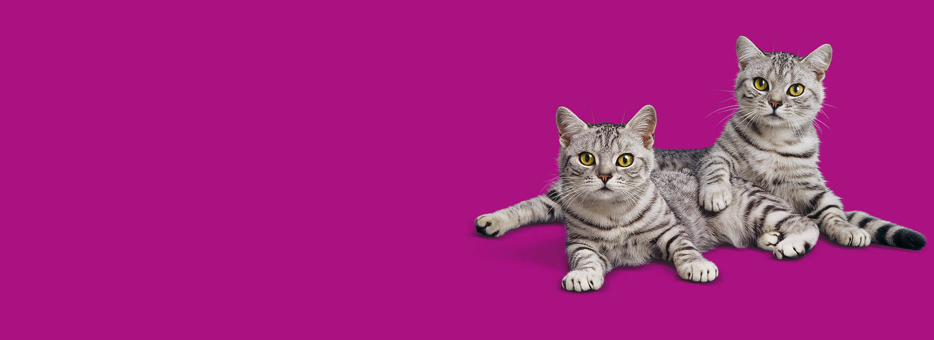 two cats sitting on purple background