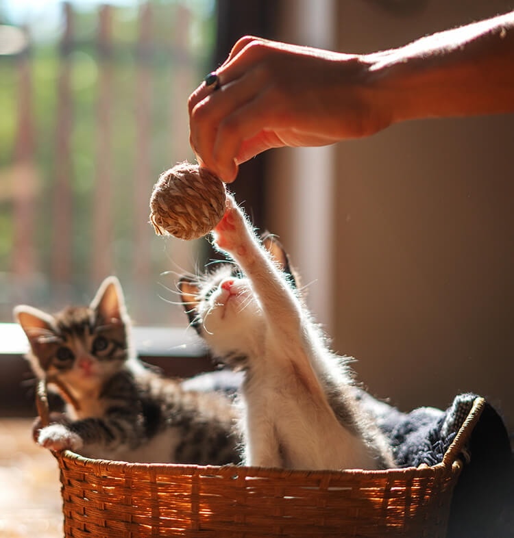 Socialização e adestramento