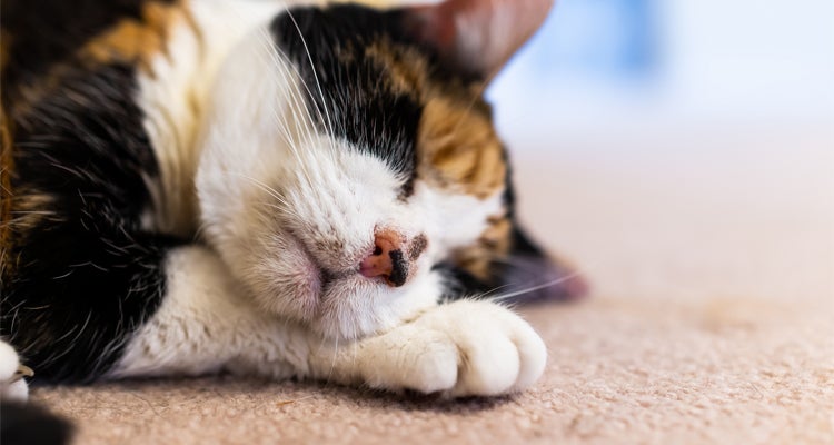 Seu gato não quer comer? Descubra o que fazer!