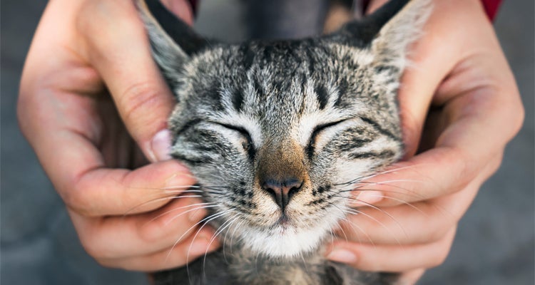 Dicas fáceis para dar banho em gatos