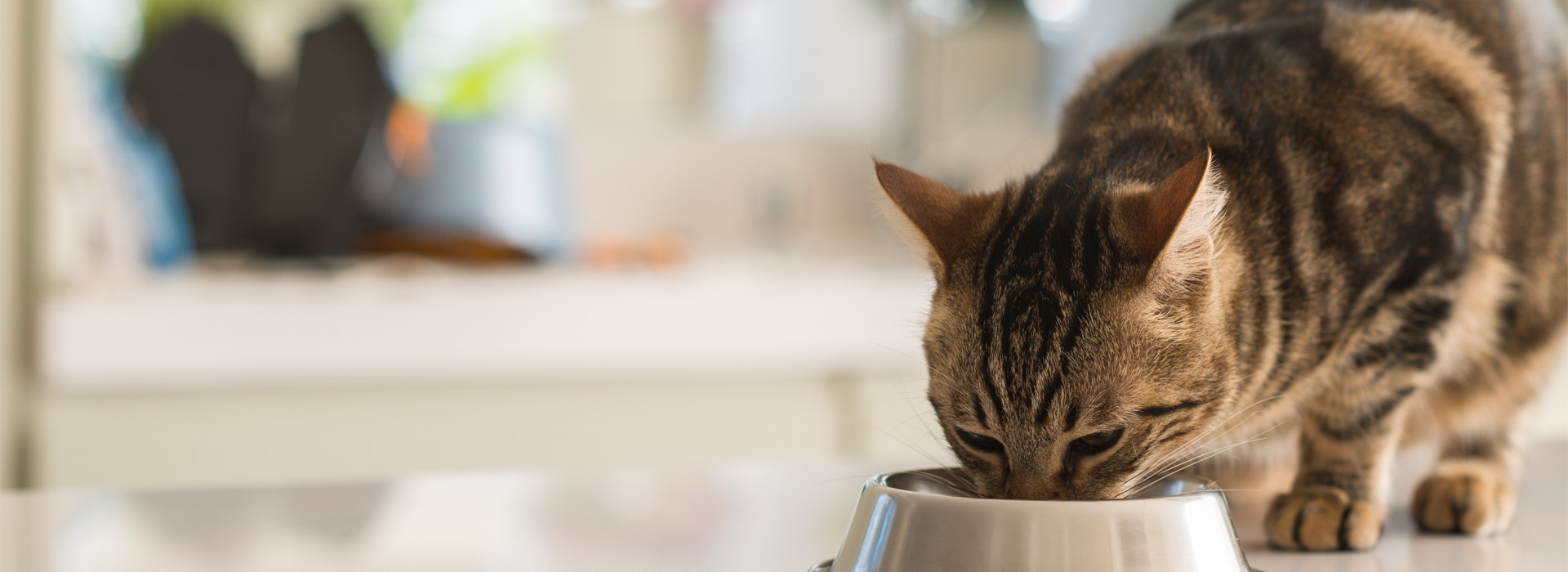 Tudo o que você precisa saber sobre alimentação felina