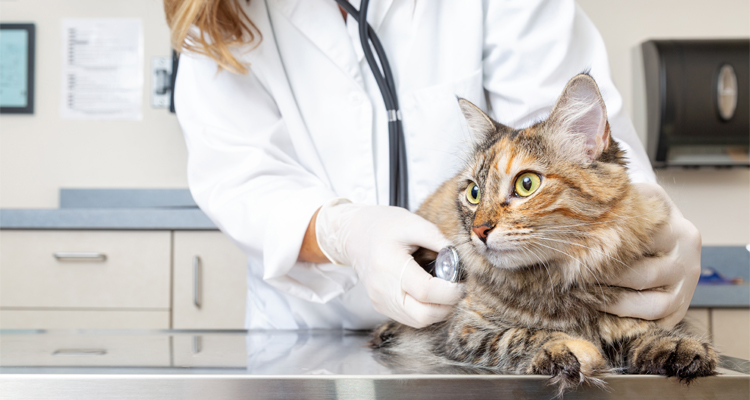 6 doenças comuns em gatos que talvez você não conheça