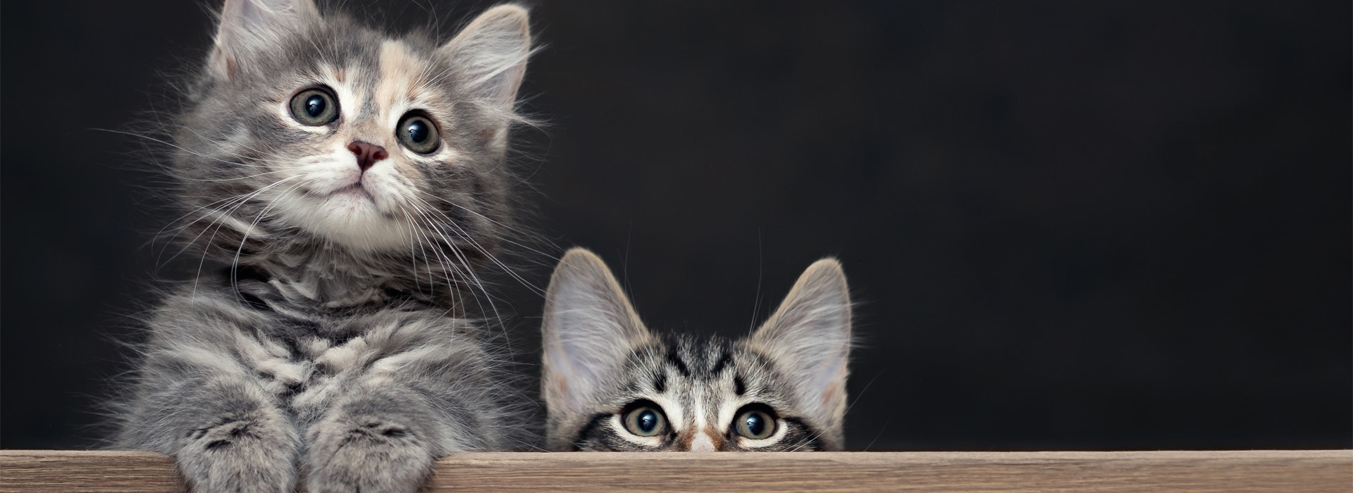 Curiosidades sobre gatos que talvez você não conheça