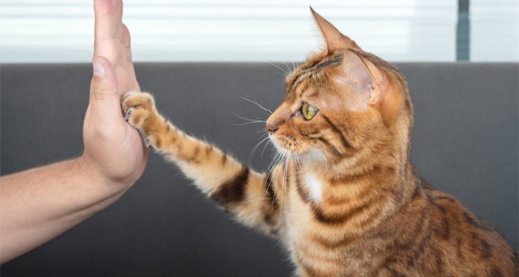 Truques para adestrar seu gato sem complicações