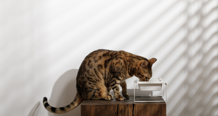 Um gato da raça Bengal sentado em cima de uma balcão de madeira com a cabeça inclinada para baixo ao fundo uma parede branca.