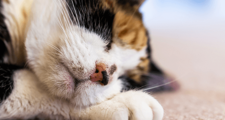 Um gato de pelo branco, marrom e caramelo, com a pata próxima do rosto, deitado em cima de um tapete dormindo.