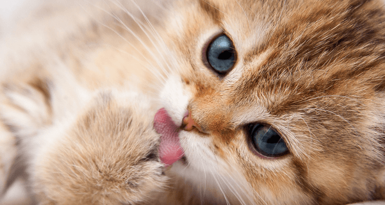 Um gato de pelo caramelo com listras marrom e branco e olhos verdes escuros deitado lambendo a pata da frente olhando fixamente para algo.