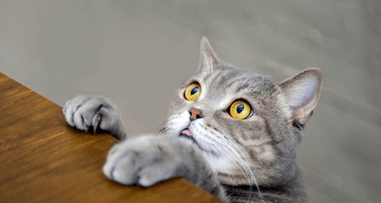 Gato de pelo cinza e olhos amarelos, com as patas dianteiras apoiadas na mesa de madeira em fundo desfocado.