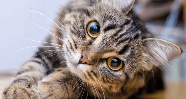 Um gato de pelo baixo de cor bege com listras pretas e olhos amarelos olhando fixamente para a câmera e fundo desfocado.