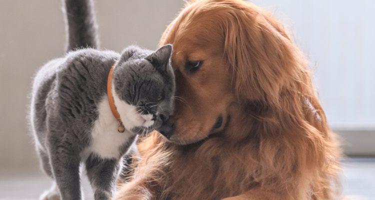 Um gato de pelo cinza e branco usando uma coleira laranja, está com a cabeça encostada no rosto de um cachorro da raça golden e fundo desfocado.