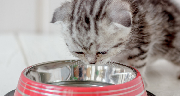 Um gatinho de pelo cinza e listras pretas bebendo água de uma vasilha inox vermelha em fundo desfocado.