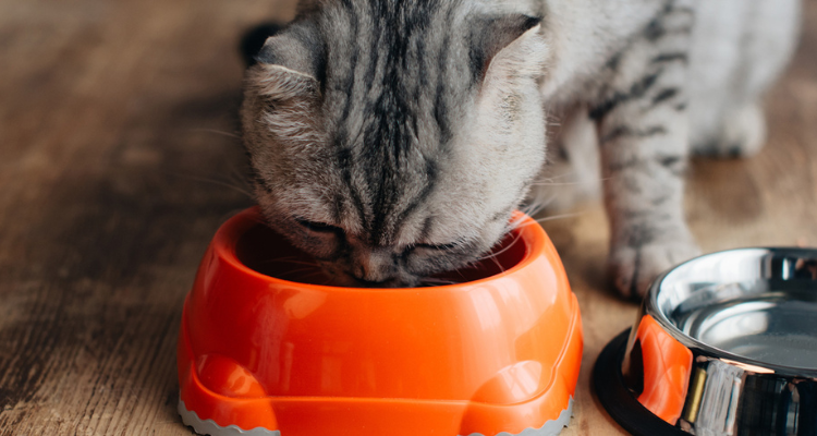 Gato cinza rajado comendo em um potinho laranja