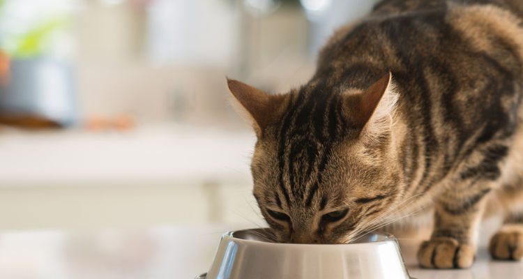 Gato rajado comendo em uma tigela metálica