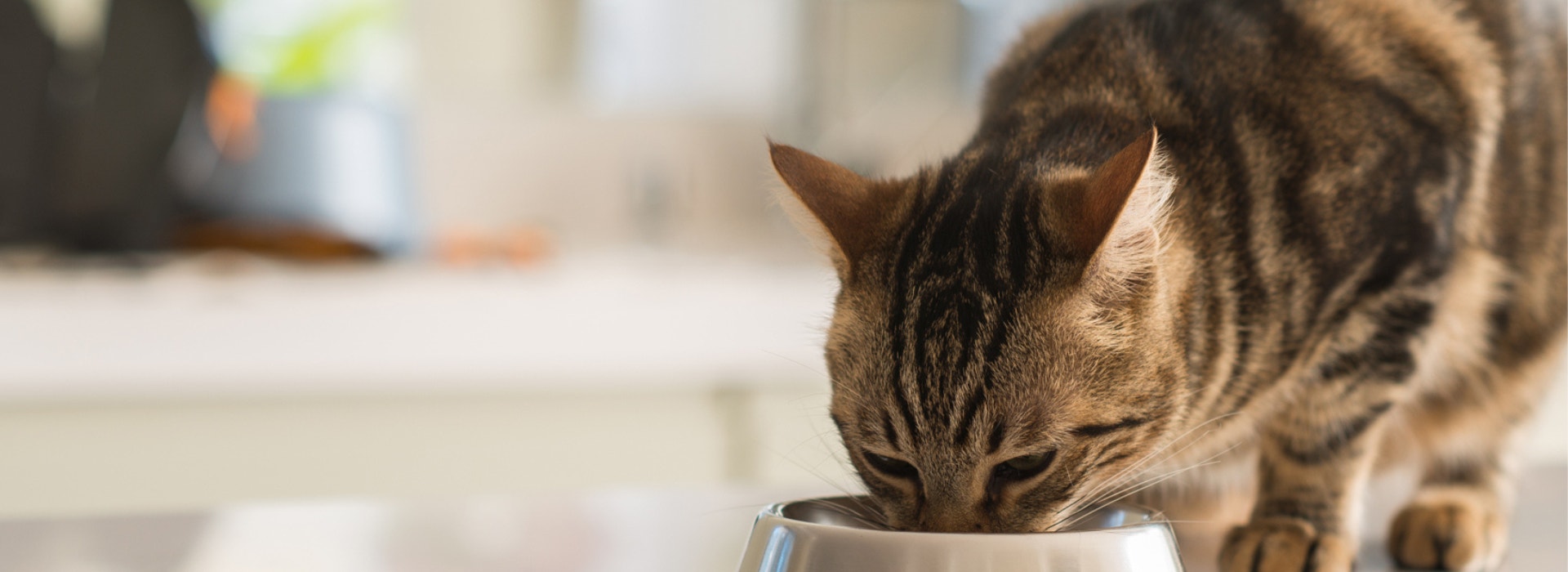 Gato rajado comendo em uma tigela metálica