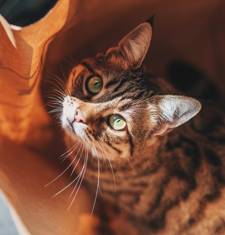 Gato rajado de olhos verdes, olhando fixamente para câmera, de dentro de um saco de papel.