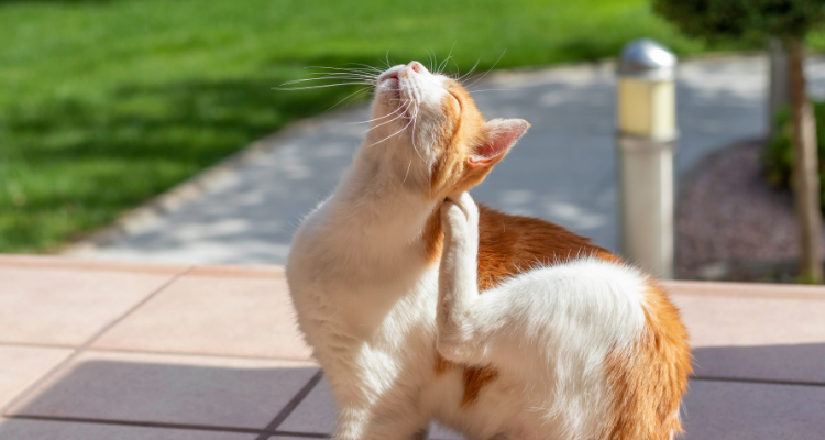 Imagem de um gato branco e amarelo escuro sentado coçando sua orelha com a pata traseira, grama, árvore e estrada desfocados de fundo.