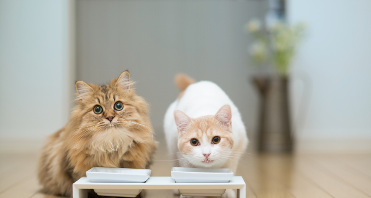 Em um piso de madeira um gato cinza se alimenta em uma vasilha laranja ao lado de uma vasilha inox com água.