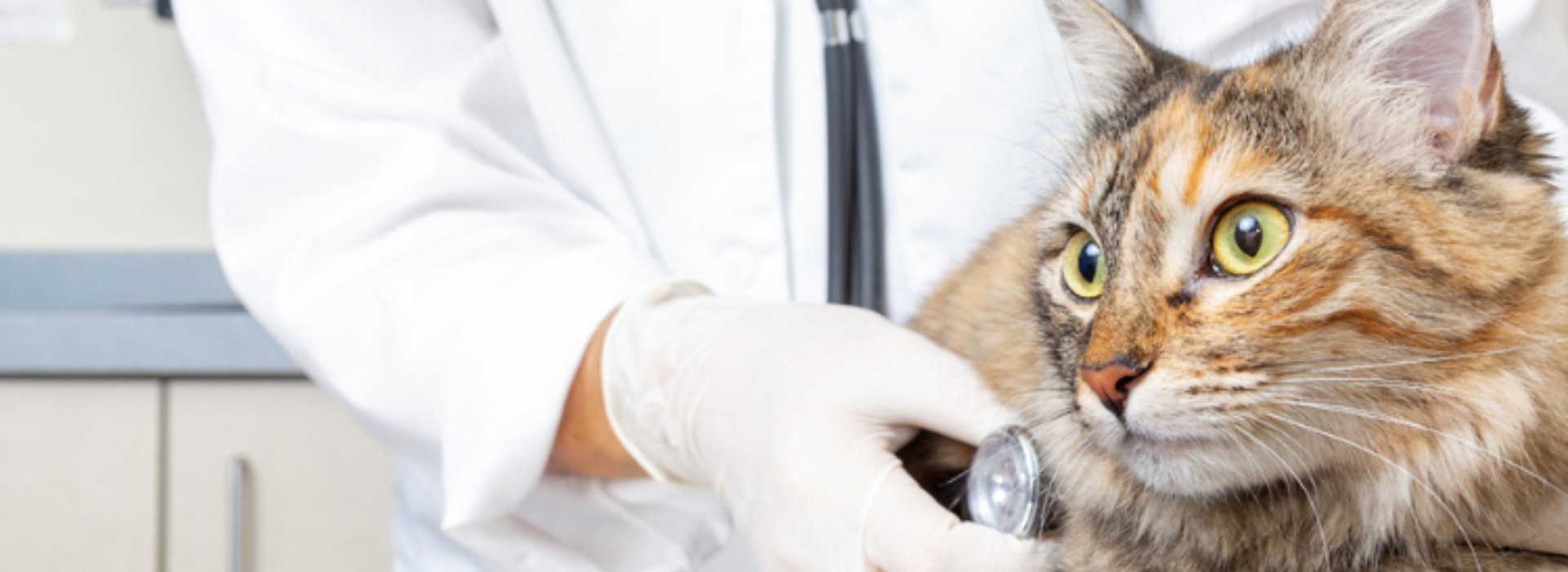 Um gato de pelo amarelo e listras marrom e olhos verdes olha fixamente para algo enquanto é examinado por uma veterinária que usa jaleco branco.