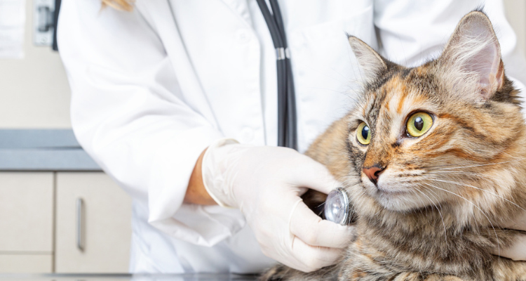 Um gato de pelo amarelo e listras marrom e olhos verdes olha fixamente para algo enquanto é examinado por uma veterinária que usa jaleco branco.