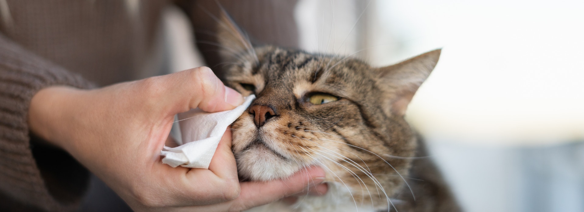 Imagem de um gato tigrado marrom, preto e branco sentado ao lado de seu tutor que está limpando um de seus olhos.