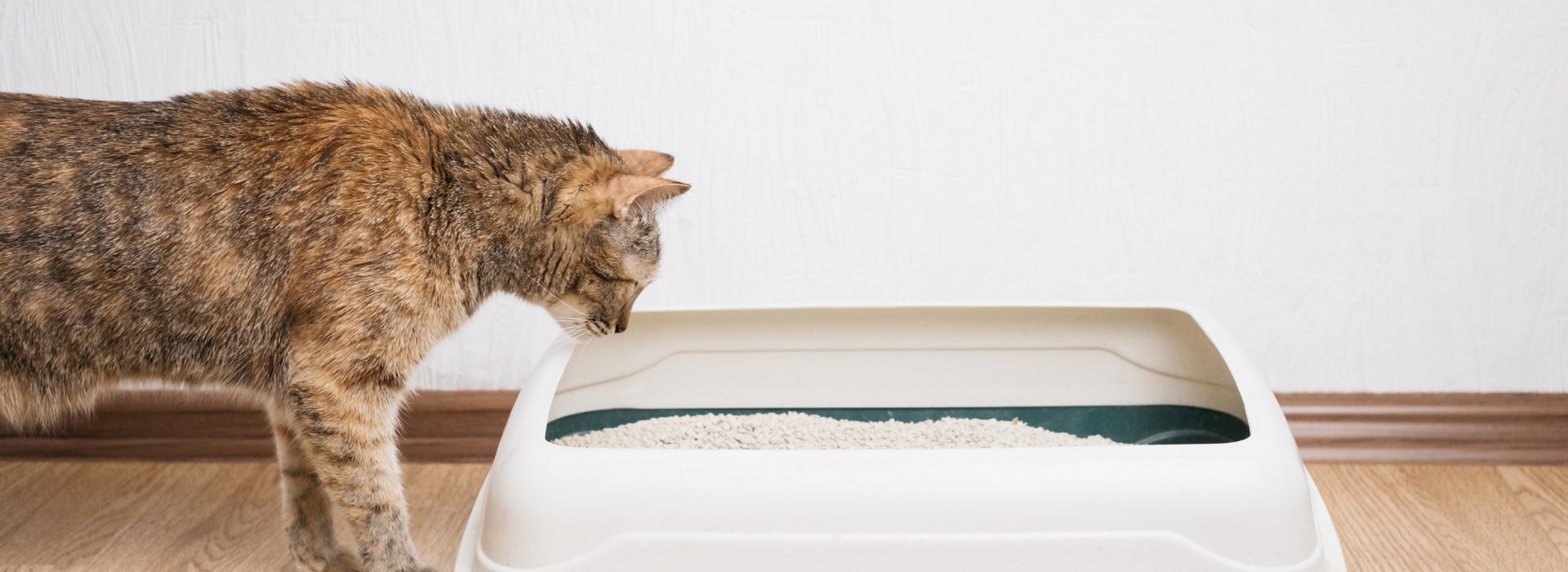 Imagem de um gato marrom e preto de lado, olhando para uma caixa de areia branca e preta, sobre um piso de madeira, com uma parede branca ao fundo.