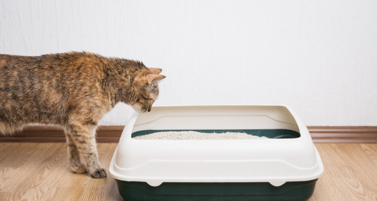 Imagem de um gato marrom e preto de lado, olhando para uma caixa de areia branca e preta, sobre um piso de madeira, com uma parede branca ao fundo.