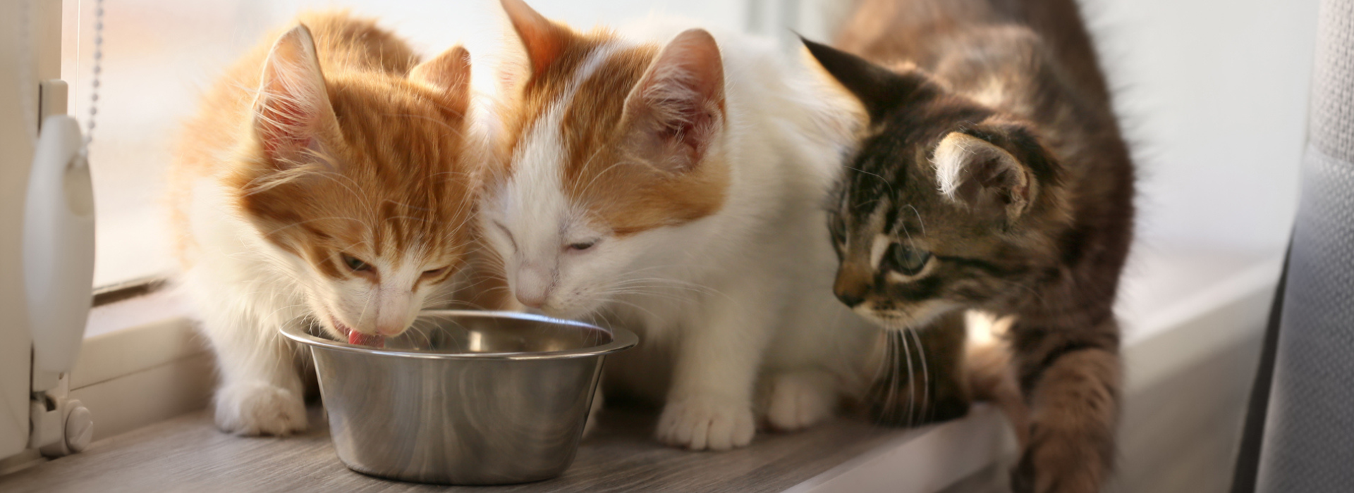 Três gatos filhotes sentados na janela, dois deles de pelos brancos e caramelo que comem algo da vasilha inox e o terceiro de pelo cinza e preto que está ao lado observando.