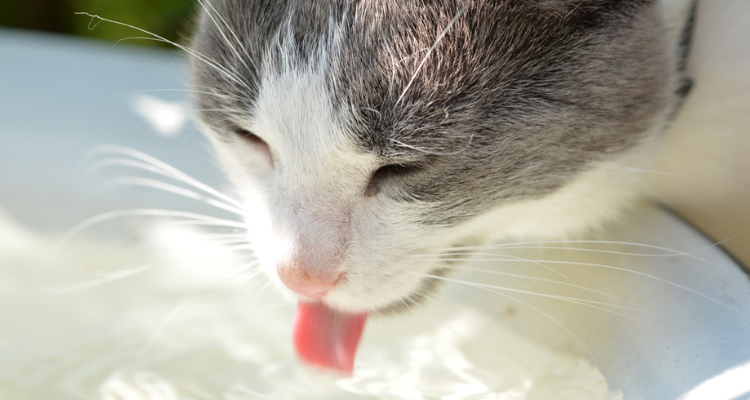 Um gato de pelo branco e manchas cinzas bebendo água em uma vasilha branca.