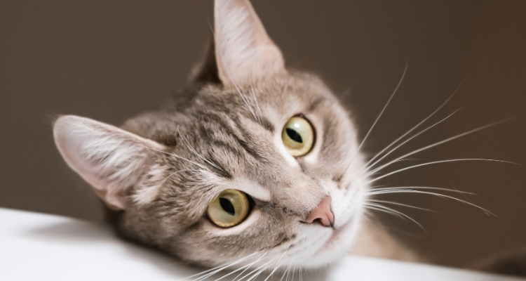 Gato cinza com branco, olhos esverdeados, e bigode comprido, olhando para a foto, com a cabeça encostada em um móvel branco.