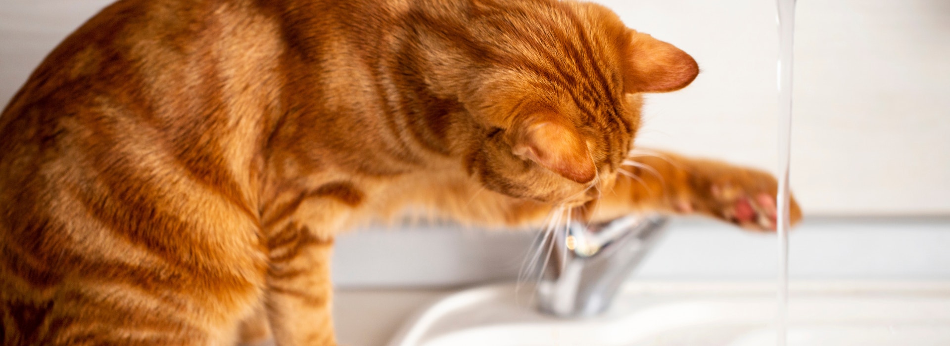 Imagem de um gato laranja sentado em uma pia branca, ao lado de uma torneira, com uma das patas tocando na água que sai dela.
