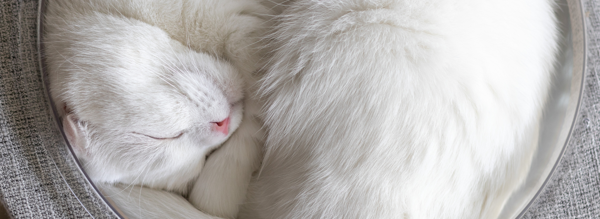 Imagem de um gato de pelagem branca dormindo encolhido em um pote redondo sobre uma superfície cinza.