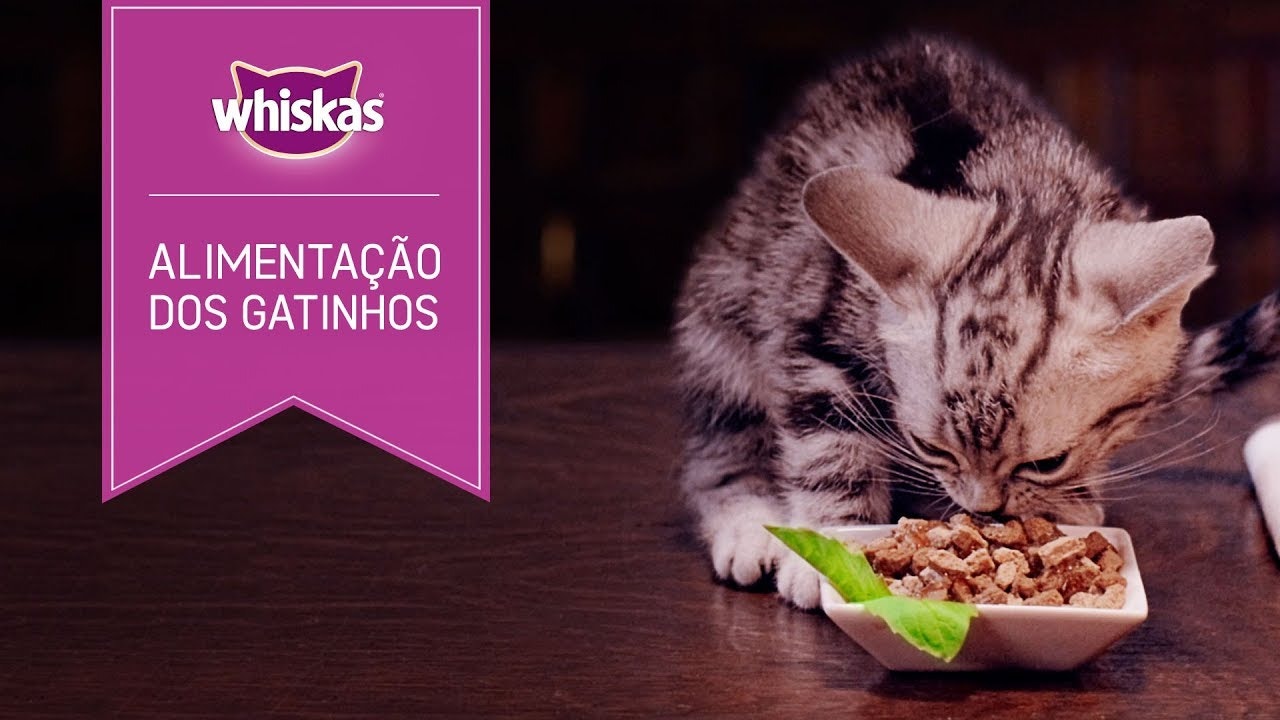 Gato malhado comendo ração em um pote quadrado