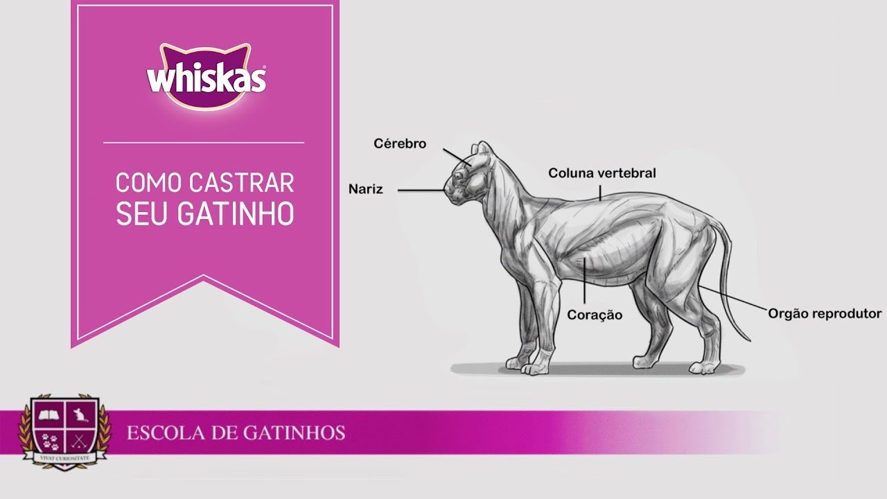 Imagem de uma descrição superficial da anatomia do gato