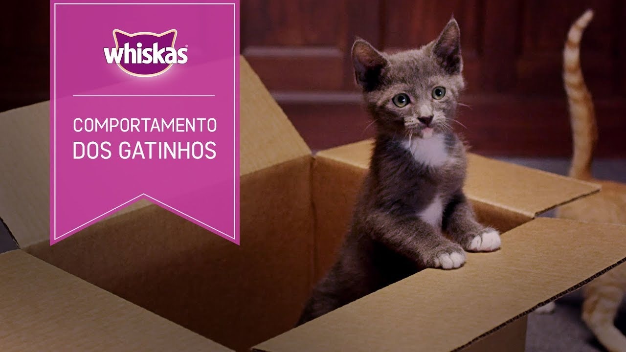 Gato filhote cinza dentro de uma caixa, e em pé na borda