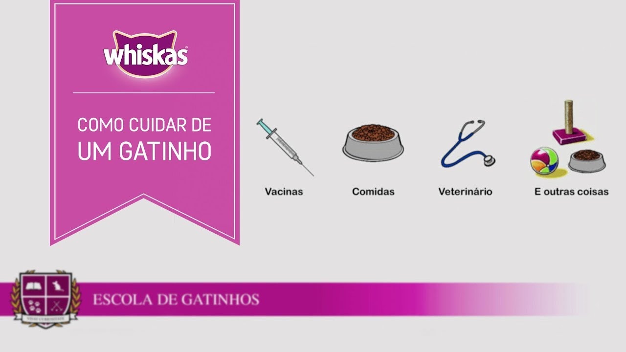 Imagem de funco branco, com uma seringa, um pote de ração, um estetoscópio e diversos brinquedos para gato
