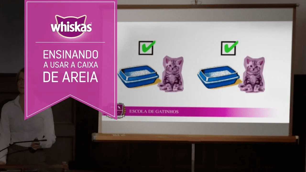 Ensinando o gato a usar caixa de areia