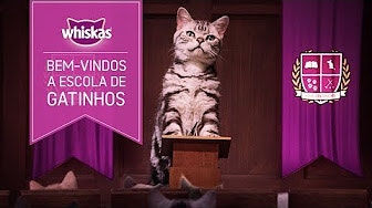 Gato em cima de um altar de palestra