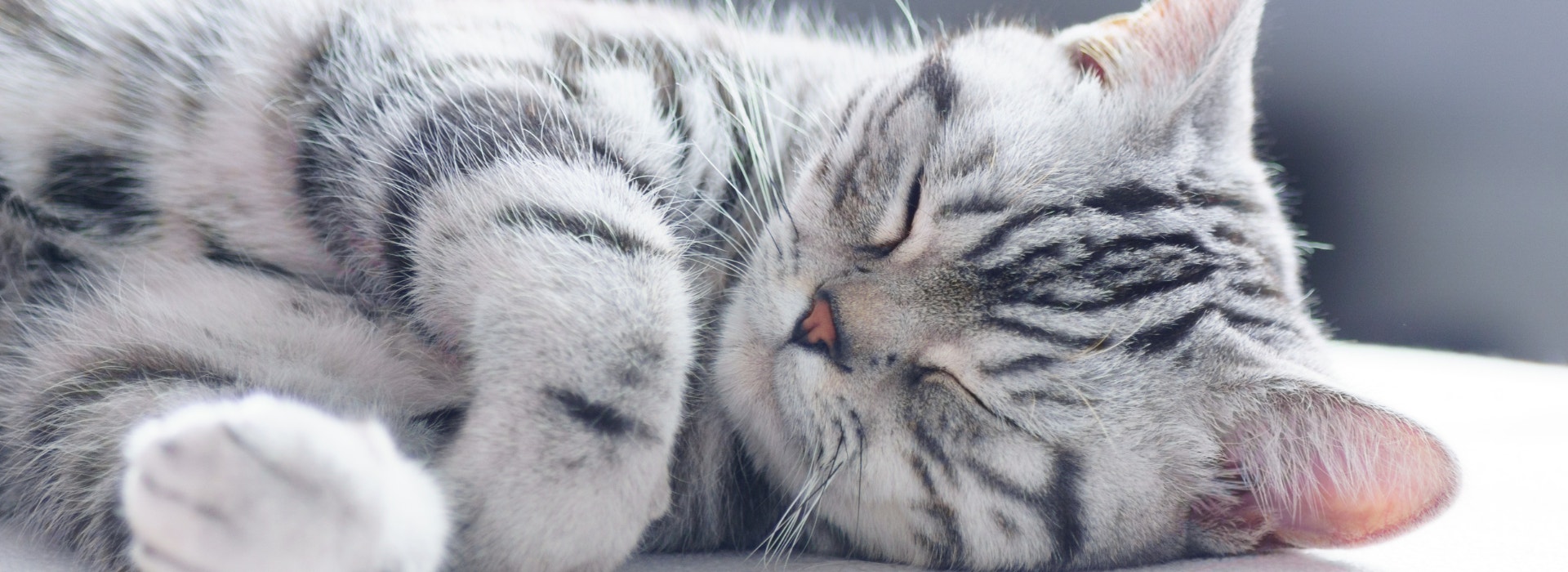 Imagem de um gato tabby cinza deitado de olhos fechados e patas cruzadas sobre uma cama branca.