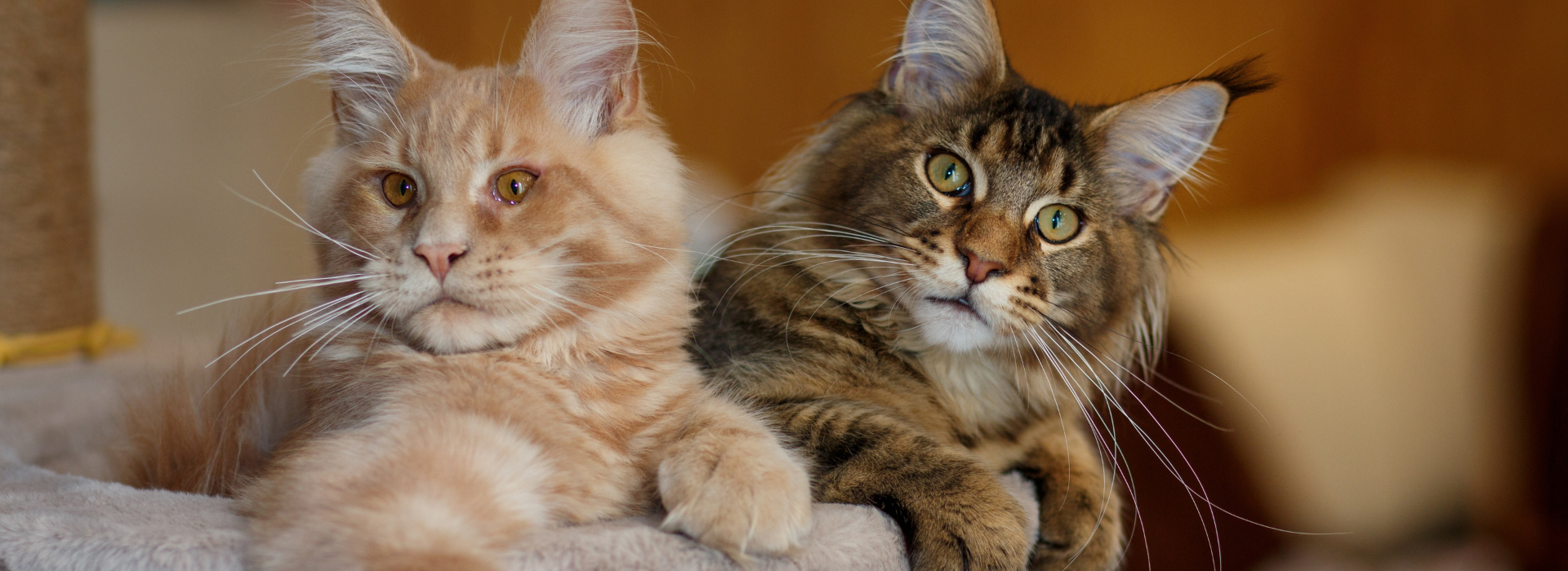 Imagem de dois gatos da raça Maine Coon, um amarelo e branco e outro marrom e preto deitados dentro de um cesto de pelúcia redondo e o fundo da imagem desfocado.
