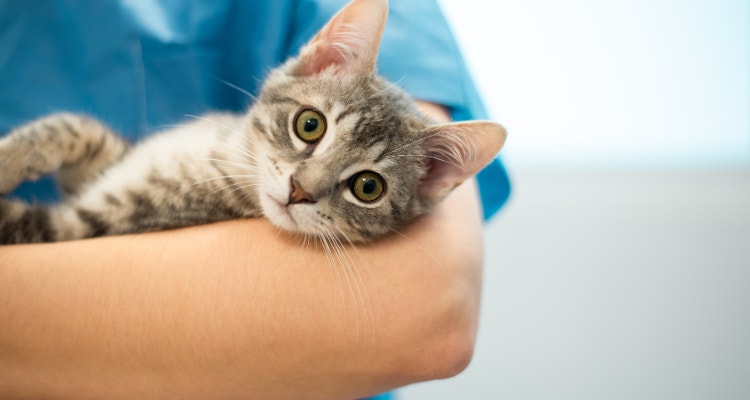 Imagem de um gato branco com tons de cinza deitado com a cabeça apoiada no braço de um médico veterinário que usa um uniforme azul.