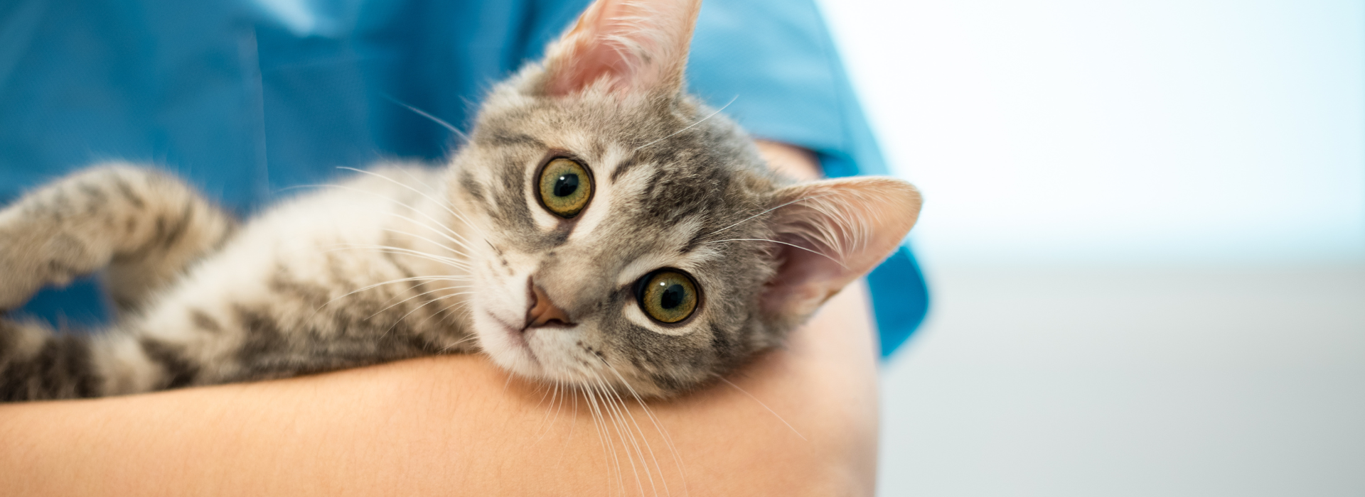 Imagem de um gato branco com tons de cinza deitado com a cabeça apoiada no braço de um médico veterinário que usa um uniforme azul.